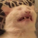 ::cattos37::