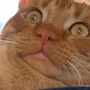 ::cattos49::