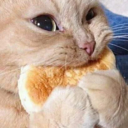::cattos90::